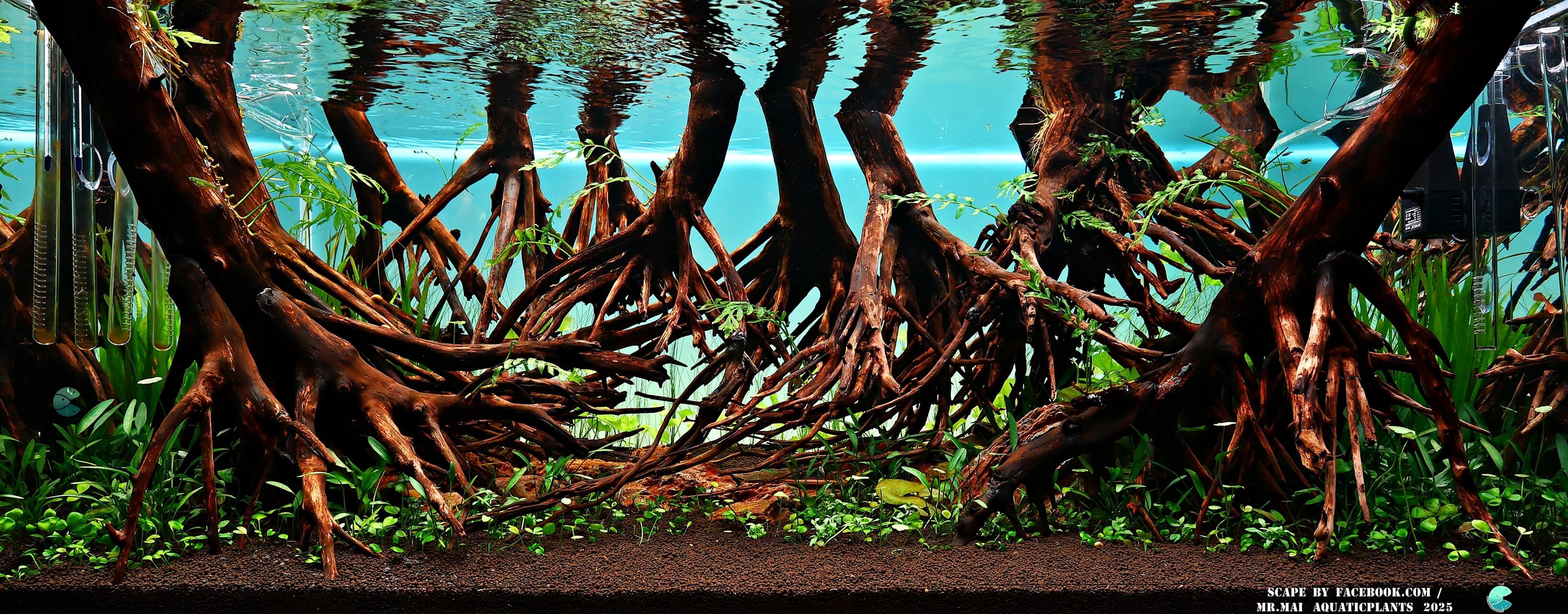 Aquascaping steps - Red Filter - IAPLC 2025 Winning Works - Nobphacha Yimyou / Thailand Aquascaping steps - Red Filter - IAPLC 2025 Winning Works - Nobphacha Yimyou / Thailand